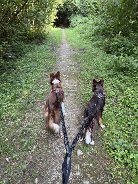 Cani-marche 1.jpeg
